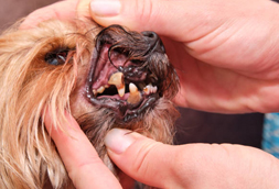 Gadsden Dog Dentist