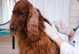 Dog Vaccinations in Valhermoso Springs