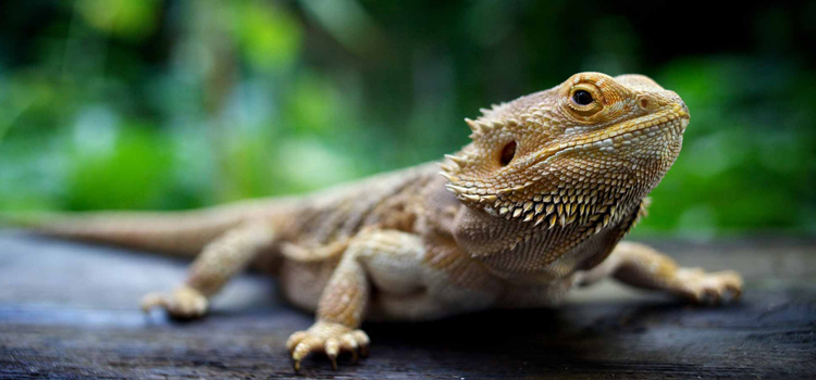 skilled vet care for reptiles in Leeds