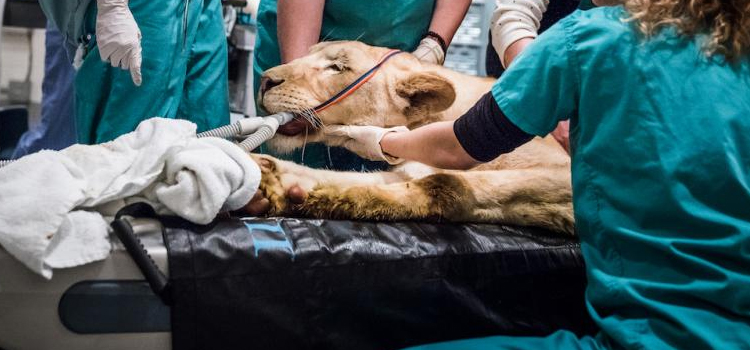 Enterprise animal hospital veterinary surgical-process