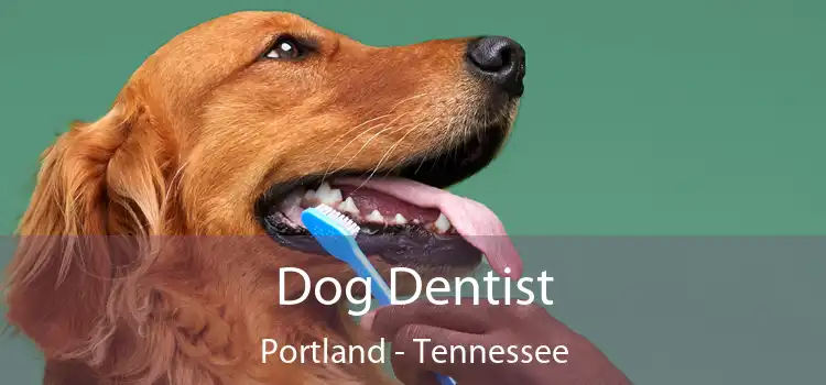 Dog Dentist Portland - Tennessee