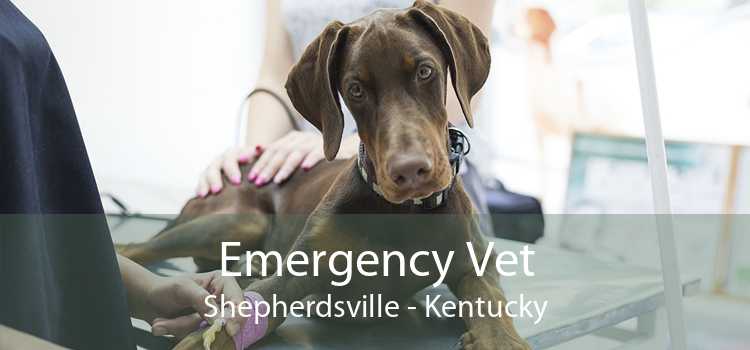 shepherdsville animal hospital shepherdsville kentucky