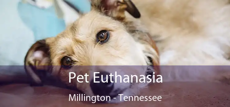 Pet Euthanasia Millington - Tennessee